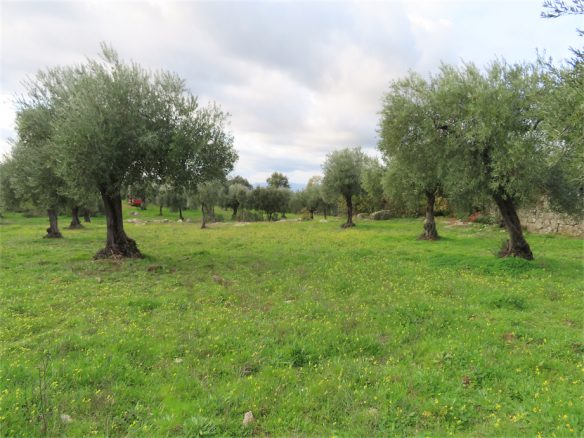 Eco Farms for Sale in Castelo Branco