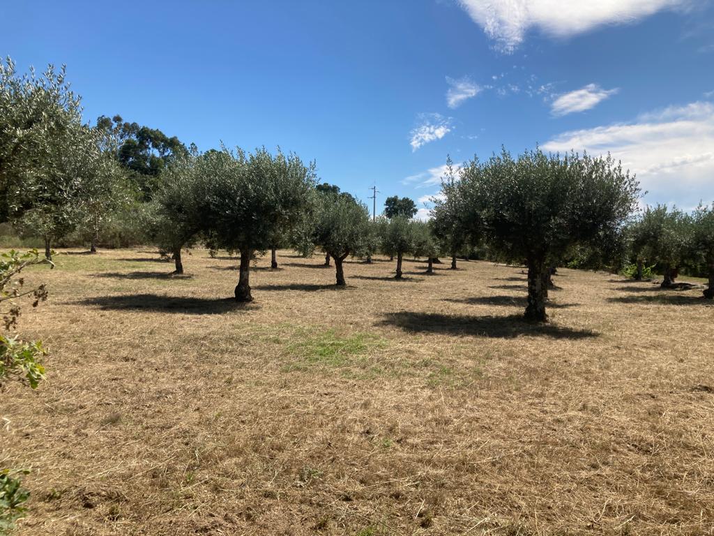 Land 5