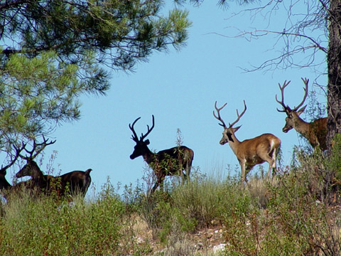 Christmas in Castelo Branco | Properties in Portugal